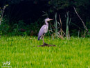 Grey Heron - Czapla Siwa
